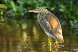 Indian pond heron 04