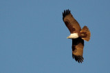 Brahminy kite in flight 04