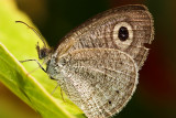 Common five-ring butterfly 03