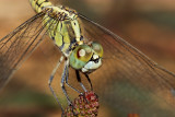 Dragon Fly 05