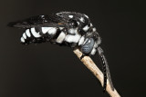 Cuckoo bee  <i>(Thyreus)</i>