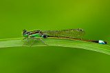 Damselfly 02