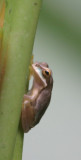 Poison Arrow frog 5