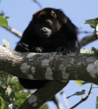 Howler Monkey