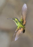 Hummingbird