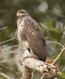 Immature black hawk