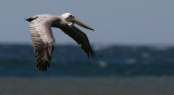 Pelican soaring