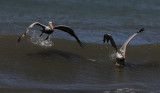 Brown Pelicans taking off