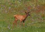 Young Elk.jpg