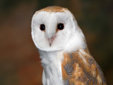 Barn Owl