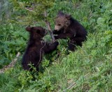 2 cubs playing YELS2443.jpg