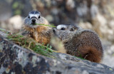 Baby marmotts YELS0434.jpg