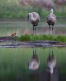 Cranes -1 YELS1100.jpg