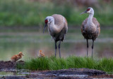 Cranes -2 YELS1100.jpg