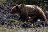 Grizzly YELS0264-ps.jpg