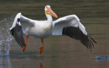 Pelican taking off