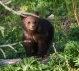 cub front view YELS2515.JPG