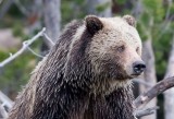 grizzly-crop YELS1387.jpg