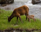 baby elk IMG_1476.jpg