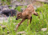 baby elk YELS1328.jpg