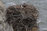 Big Nest