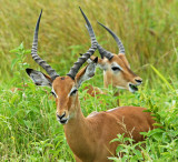 Beautiful Impalas