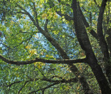 Oak branches, Briones