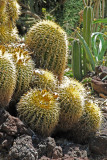 Barrel cacti.