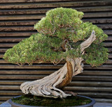 Bonsai: California Juniper.