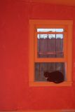 kitty in window