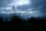 An evening view from the dunes