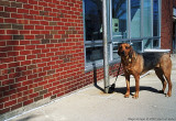 LB Post Office Dog