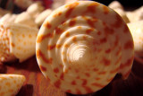 Shells