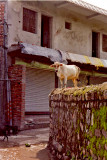 Cow on a wall in India