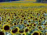 Sunflower fields forever