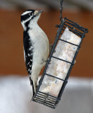 Downy Woodpecker