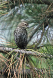 Red-wing Blackbird