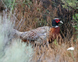 Ring-neck Pheasant