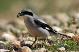 Great Grey Shrike