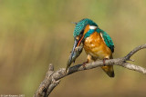 Common Kingfisher_7280