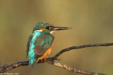 Common Kingfisher_7214