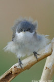 Lesser Whitethroat_0877