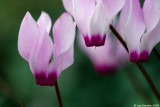 6163 Cyclamen percicum