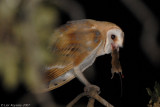 Barn Owl_6862