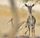 Gazella gazella Jordan Valley 8425