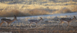 Gazella gazella at dawn Jordan Valley 8303