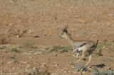 Gazella gazella Jordan Valley8485