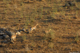 Gazella gazella 8855
