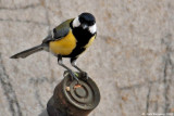 Great Tit 7748