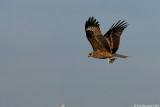 Black Kite 3951